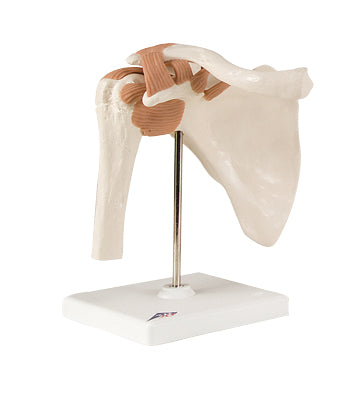 Flexible Shoulder Joint model